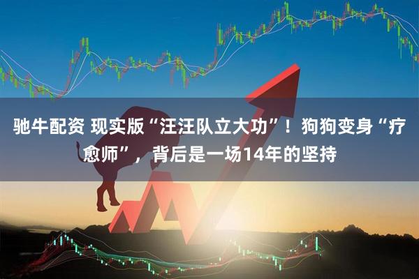 驰牛配资 现实版“汪汪队立大功”！狗狗变身“疗愈师”，背后是一场14年的坚持